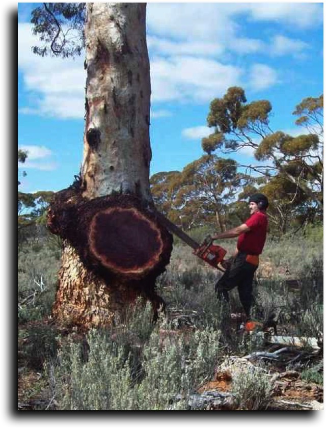 AustralianBurls.com - About Australian Burl Harvesting © 2018 Jim Syvertsen