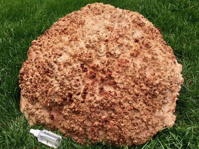 Jarrah Burl - JB109N