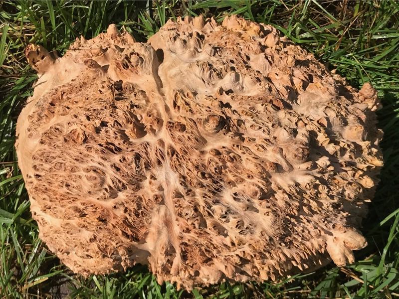 Jarrah Burl - JB130N