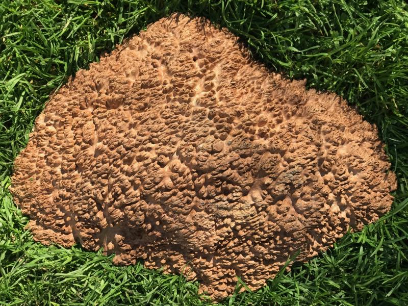 Jarrah Burl - JB120N