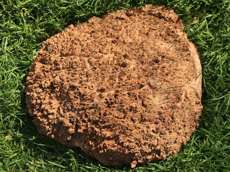 Jarrah Burl - JB121N