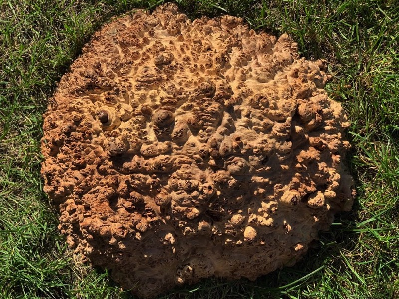 Jarrah Burl - JB128N