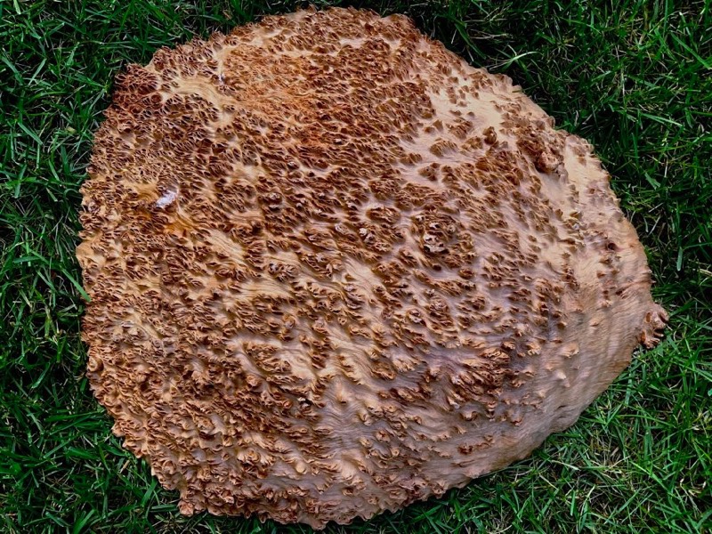 Jarrah Burl - JB118N