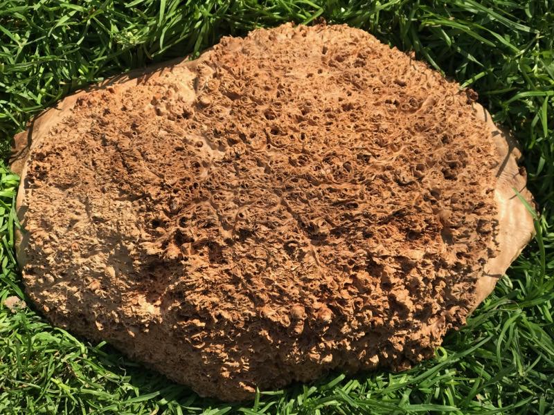 Jarrah Burl - JB124N