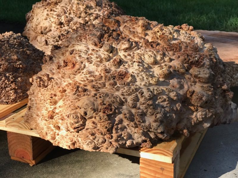 Jarrah Burl - JB127N