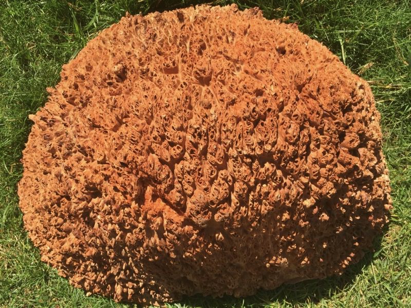 Jarrah Burl - Natural Side