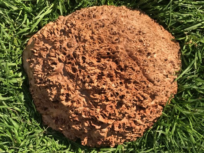 Jarrah Burl - JB125N