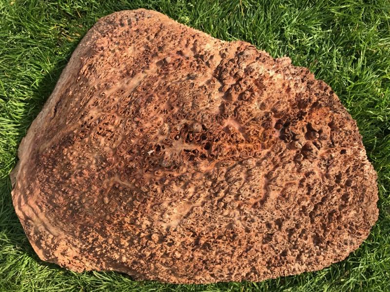 Jarrah Burl - JB119N