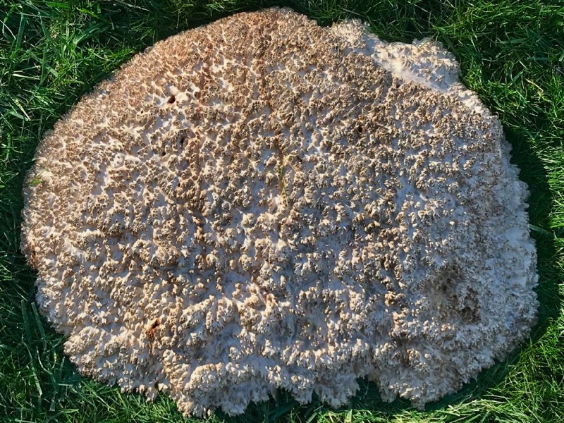 AustralianBurls.com - York Gum Burl YG-443CN