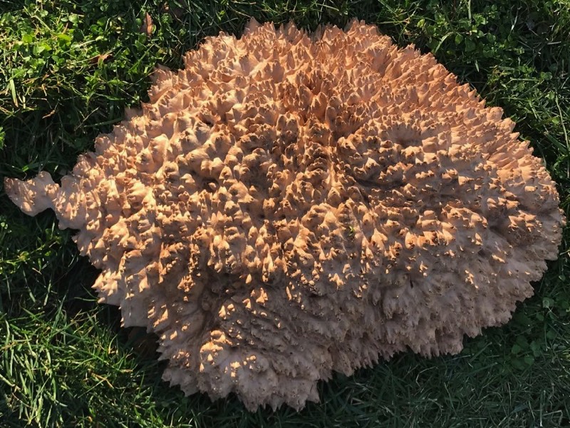 AustralianBurls.com - York Gum Burl YG-444N