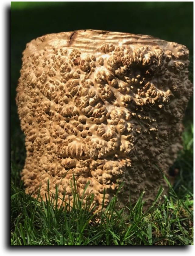 AustralianBurls.com - York Gum Burl YG-445N