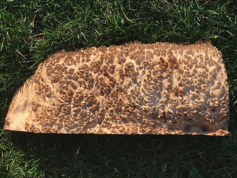 AustralianBurls.com - York Gum Burl YG-447N