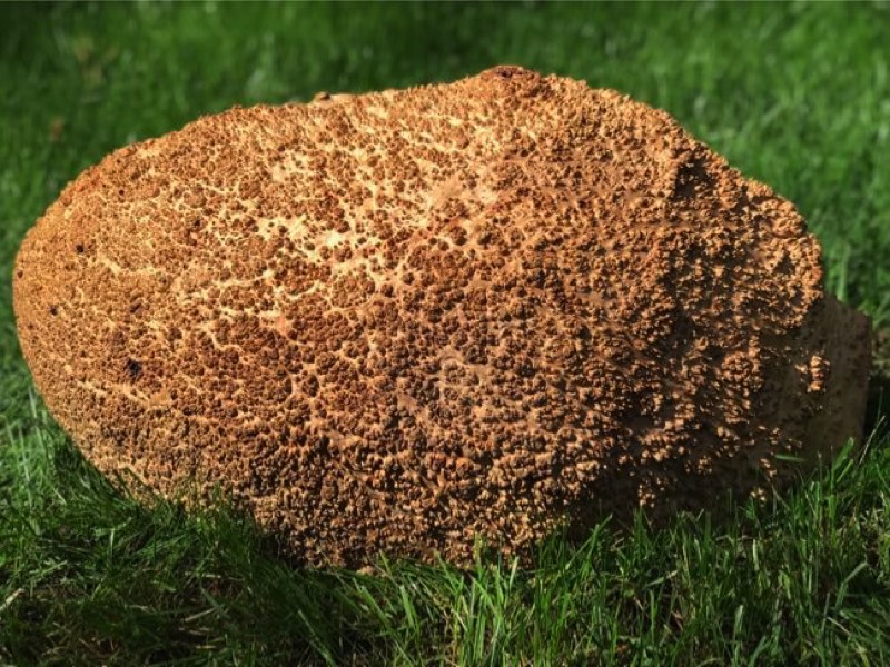 AustralianBurls.com - York Gum Burl YG-448N