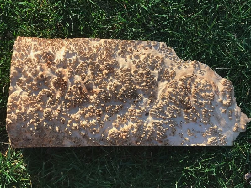 AustralianBurls.com - York Gum Burl YG-450N