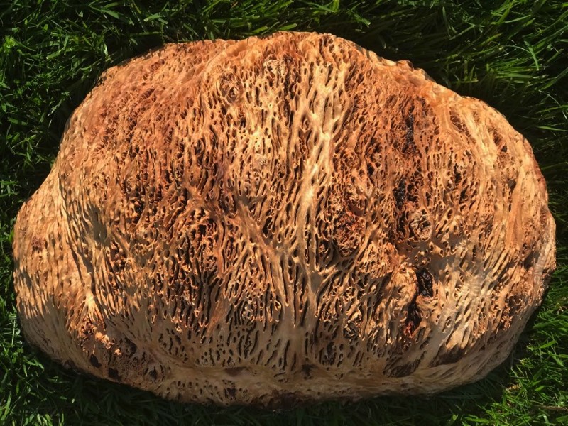 AustralianBurls.com - York Gum Burl YG-451N