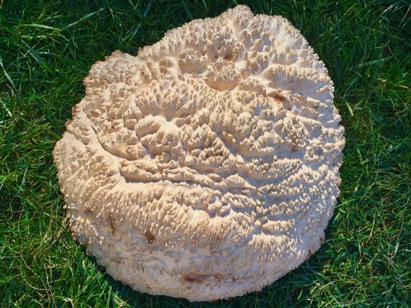 AustralianBurls.com - Yorrel Burl YOR-193N