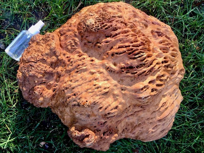 AustralianBurls.com - Yorrel Burl YOR-217N