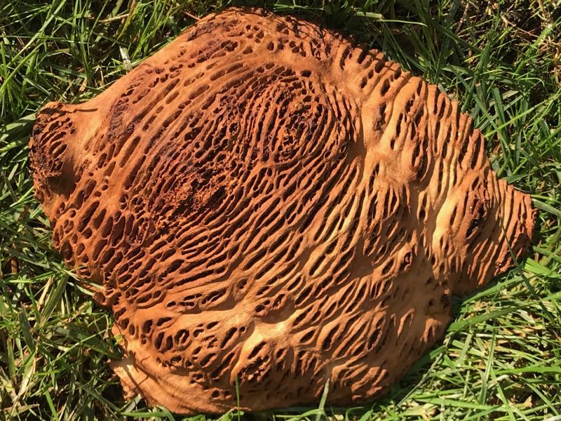 AustralianBurls.com - Yorrel Burl YOR-246N