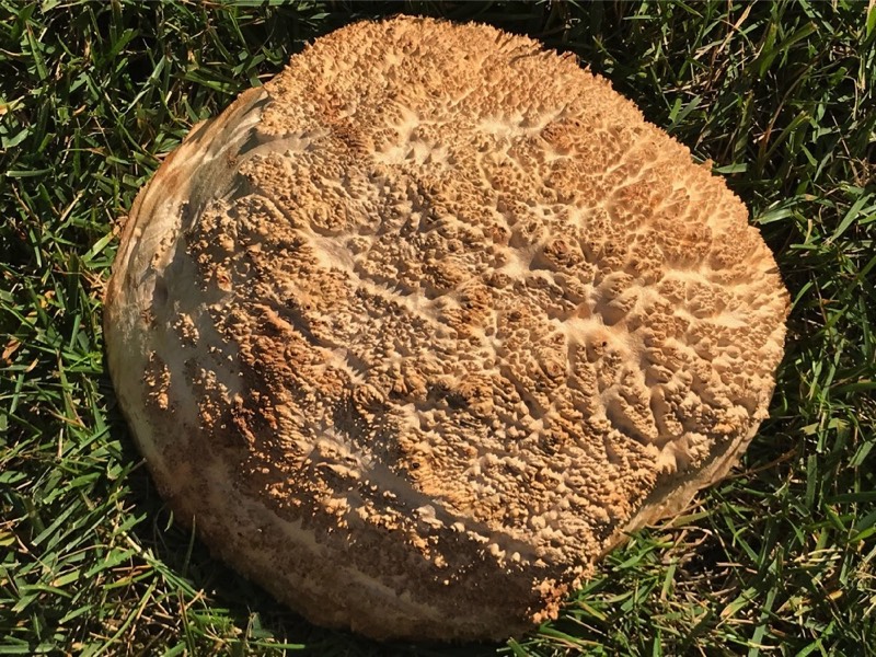 AustralianBurls.com - Yorrel Burl YOR-247N