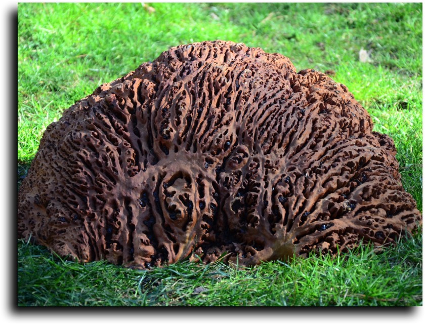 AustralianBurls.com - Burl Caps (Giant Mallee Burl) © 2018 Jim Syvertsen