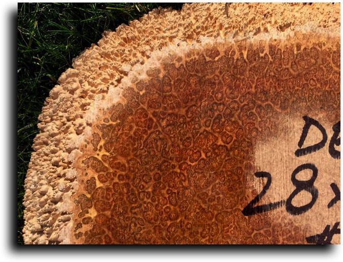 AustralianBurls.com - Burl Caps (York Gum Burl) © 2018 Jim Syvertsen