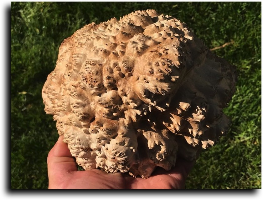 AustralianBurls.com - Burl Caps (Small Burls) © 2018 Jim Syvertsen