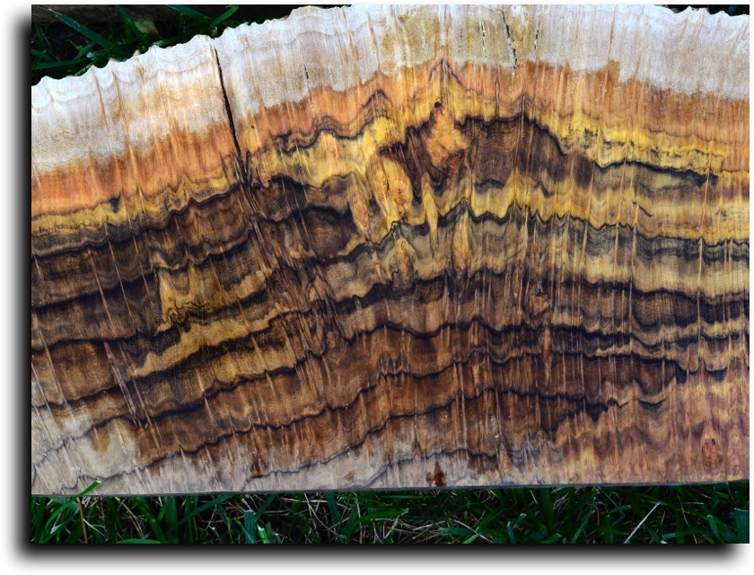 AustralianBurls.com - Burl Caps and Burl Block (Miscellaneous) © 2018 Jim Syvertsen