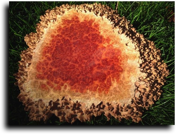 AustralianBurls.com - Burl Caps (Coolibah Burl) © 2018 Jim Syvertsen