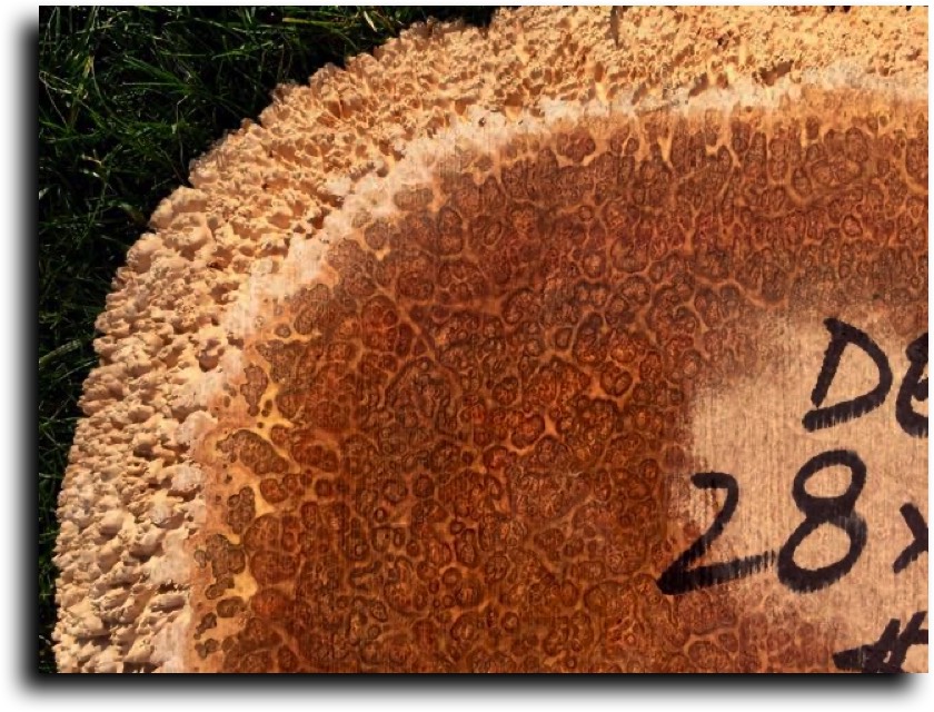 AustralianBurls.com - Cut Blocks (York Gum Burl) © 2018 Jim Syvertsen