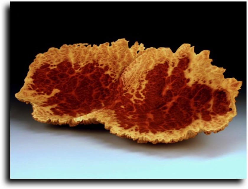AustralianBurls.com - Cut Blocks (Vasticola Burl) © 2018 Jim Syvertsen