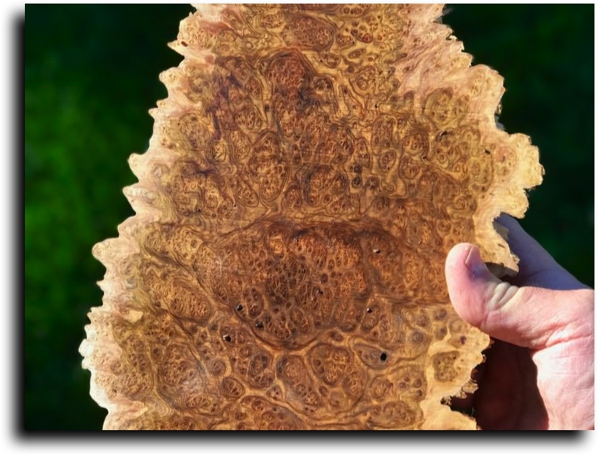 AustralianBurls.com - Cut Blocks (Concinna Burl) © 2018 Jim Syvertsen