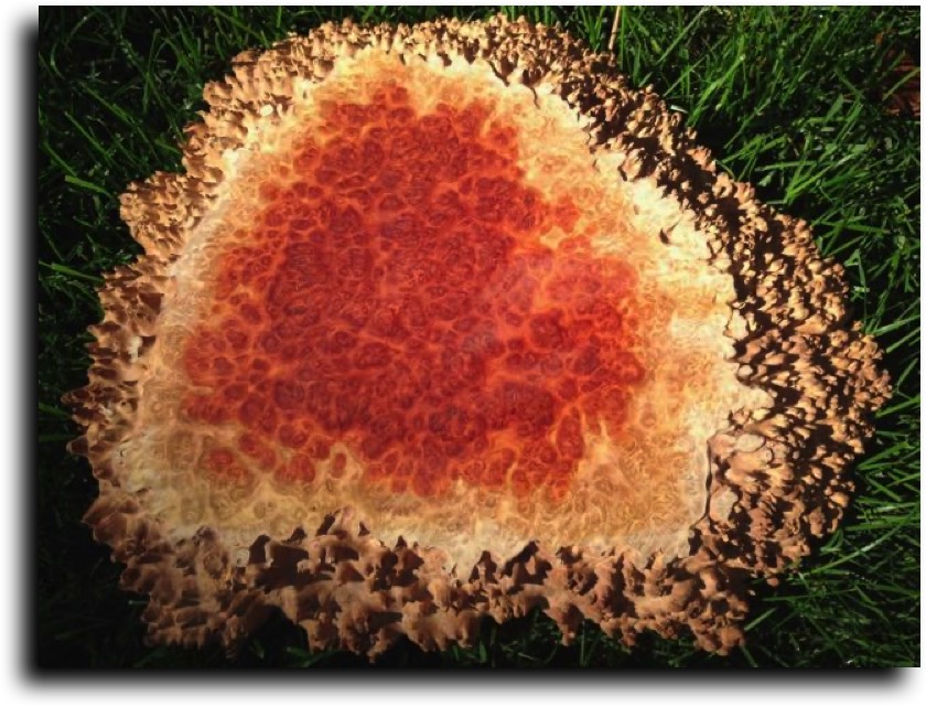 AustralianBurls.com - Cut Blocks (Coolibah Burl) © 2018 Jim Syvertsen