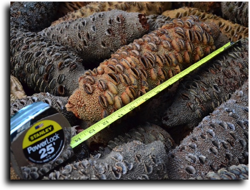 AustralianBurls.com Products - Banksia Pods © 2018 Jim Syvertsen
