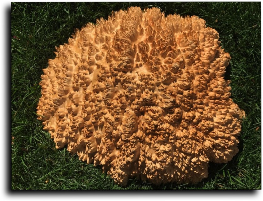 AustralianBurls.com Products - Burl Caps and Burl Block © 2018 Jim Syvertsen