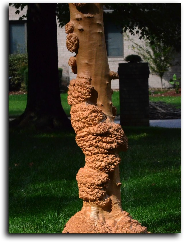 AustralianBurls.com Products - Natural Burl Sculpture © 2018 Jim Syvertsen