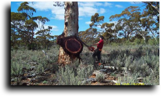 About AustralianBurls.com